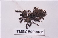 藏品(仙鶴苔)的圖片